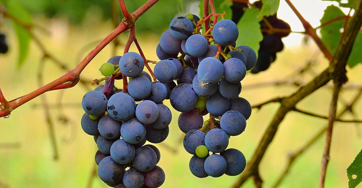 Grapes